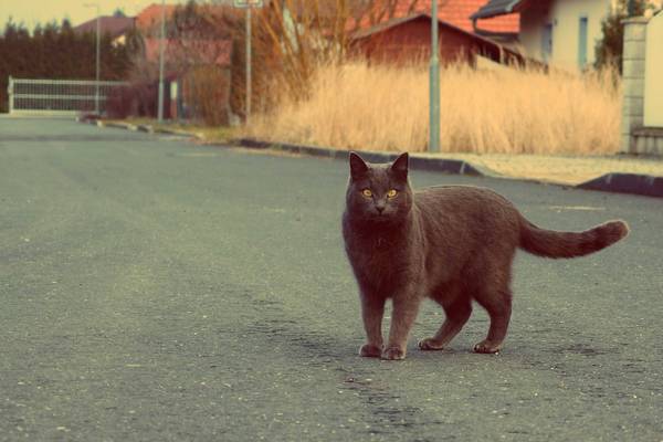 cat