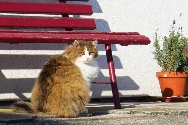 cat