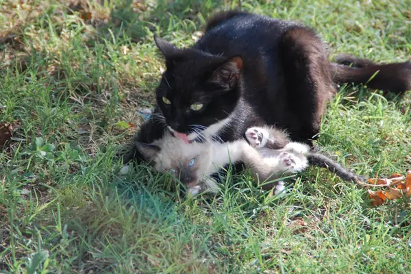 cat