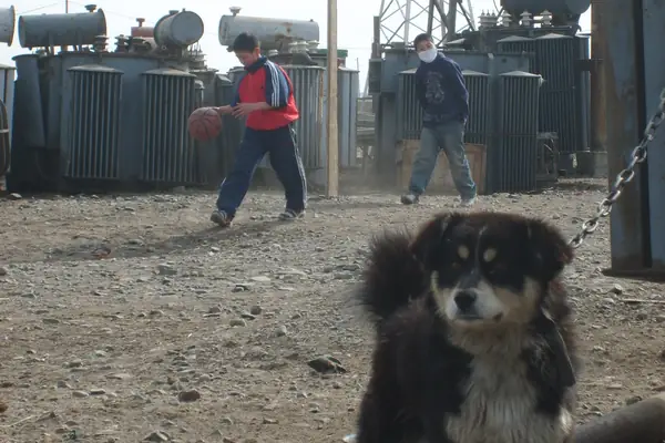 dog