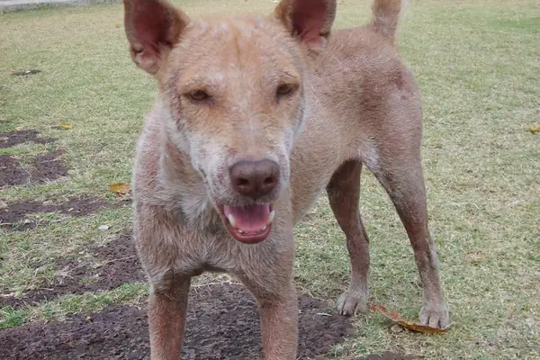 dog