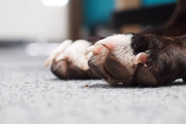 dog