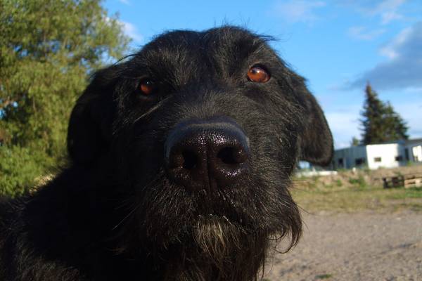 dog