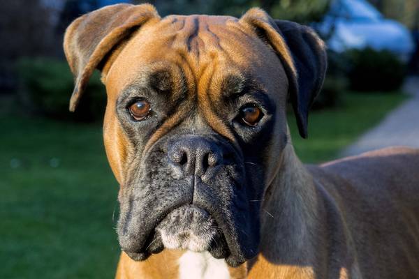 dog