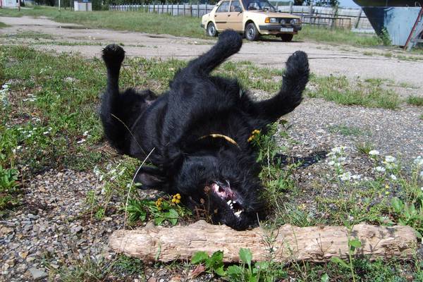 dog
