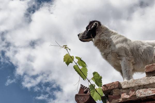 dog