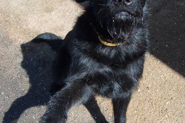 dog