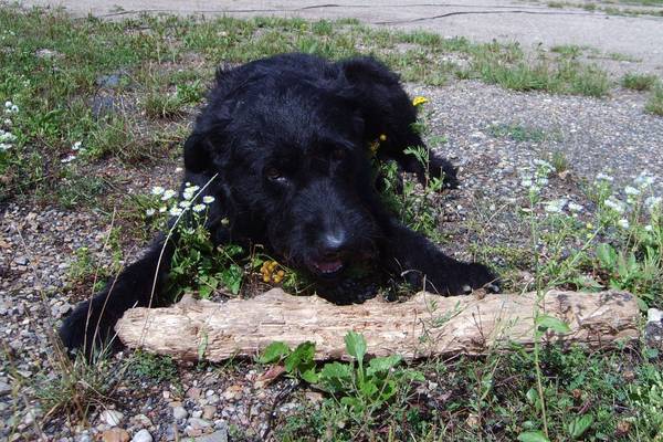 dog