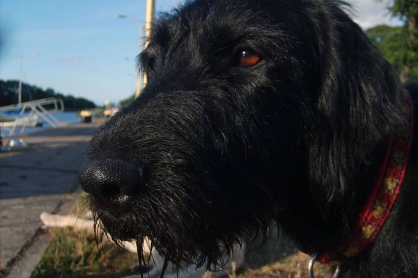 dog