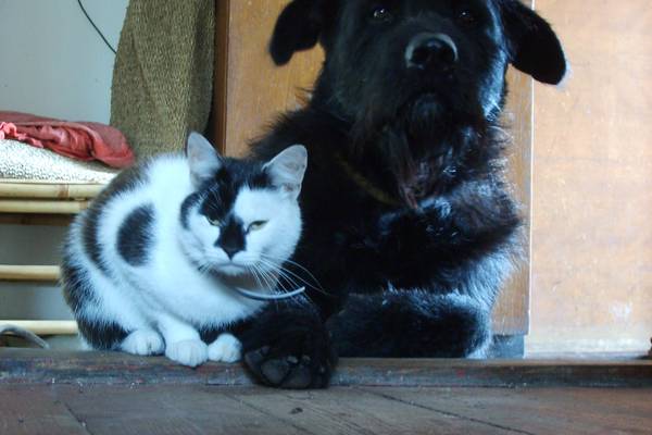 dog