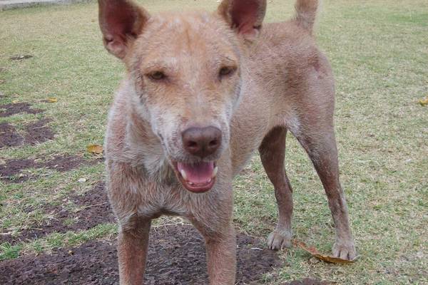dog