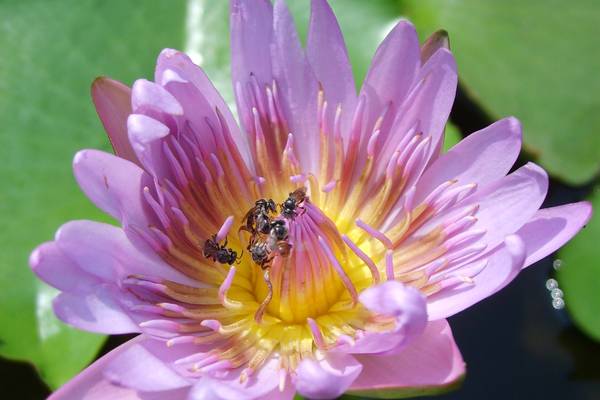 flower