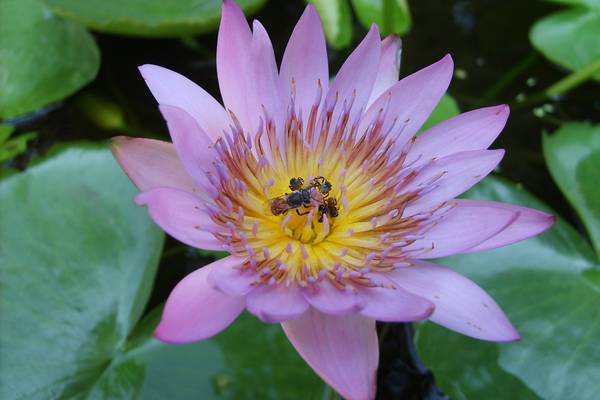flower