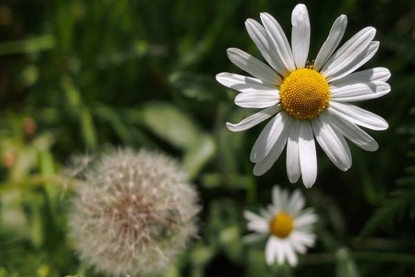 flower