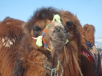 camel-mongolia.jpg