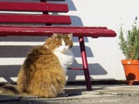 animals_cat_pets_homeless.jpg