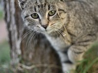 cat-001.jpg
