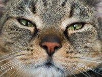 cat-face-close-up.jpg