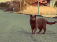 cat.jpg
