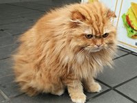 cat2_0.jpg