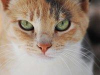 cat_9_48.jpg