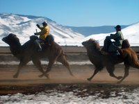 camel-race-mongolia.jpg