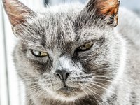 cat_angry_unhappy_wild.jpg