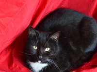 cat_animal_black_red.jpg