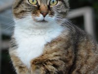 cat_animal_cats_pet_0.jpg