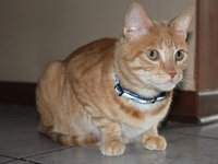cat_animal_ginger_pet.jpg