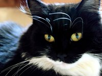 cat_animal_pet_domestic_9.jpg