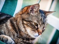 cat_animal_pet_kitty.jpg