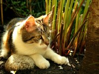 cat_animal_pet_young_0.jpg