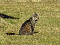 cat_animal_pets_grass_1.jpg