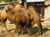 camels.jpg