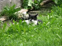 cat_animal_portrait_domestic_2.jpg