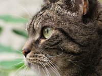 cat_animal_profile_pet.jpg