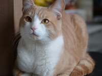 cat_animal_red_406338.jpg