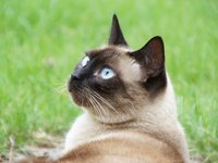 cat_animal_siamese_thai.jpg