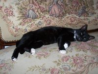 cat_animal_sleep_105777.jpg