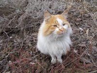 cat_animals_dacha_outdoors.jpg