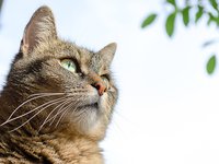cat_animals_domestic_cat_5.jpg