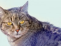 cat_animals_domestic_cat_6.jpg