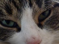 cat_animals_eyes_pet.jpg