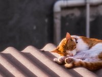 cat_asleep_animals_686827.jpg