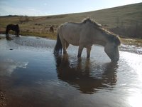 drinking-horses-mongolia.jpg