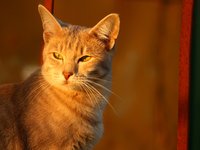 cat_autumn_stainless_evening_4.jpg