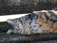 cat_bench_garden_1546022.jpg