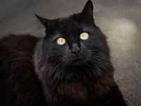 cat_black_cat_black.jpg