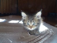 cat_blue_eye_952500.jpg